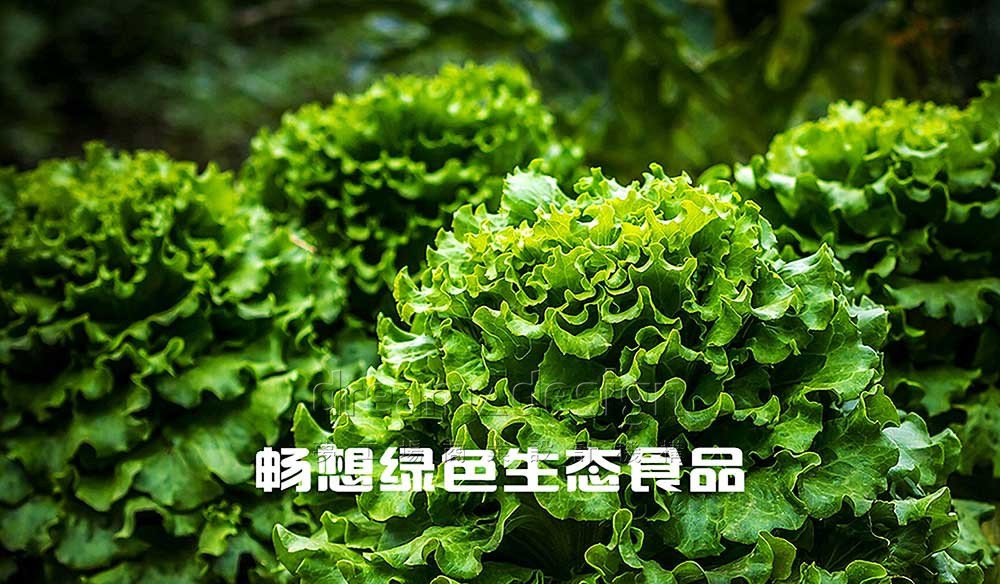 道本農(nóng)業(yè)-綠色生態(tài)食品